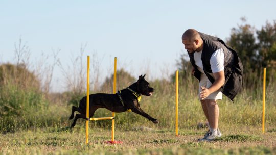 Discipline canine : des techniques indispensables pour dresser votre chien