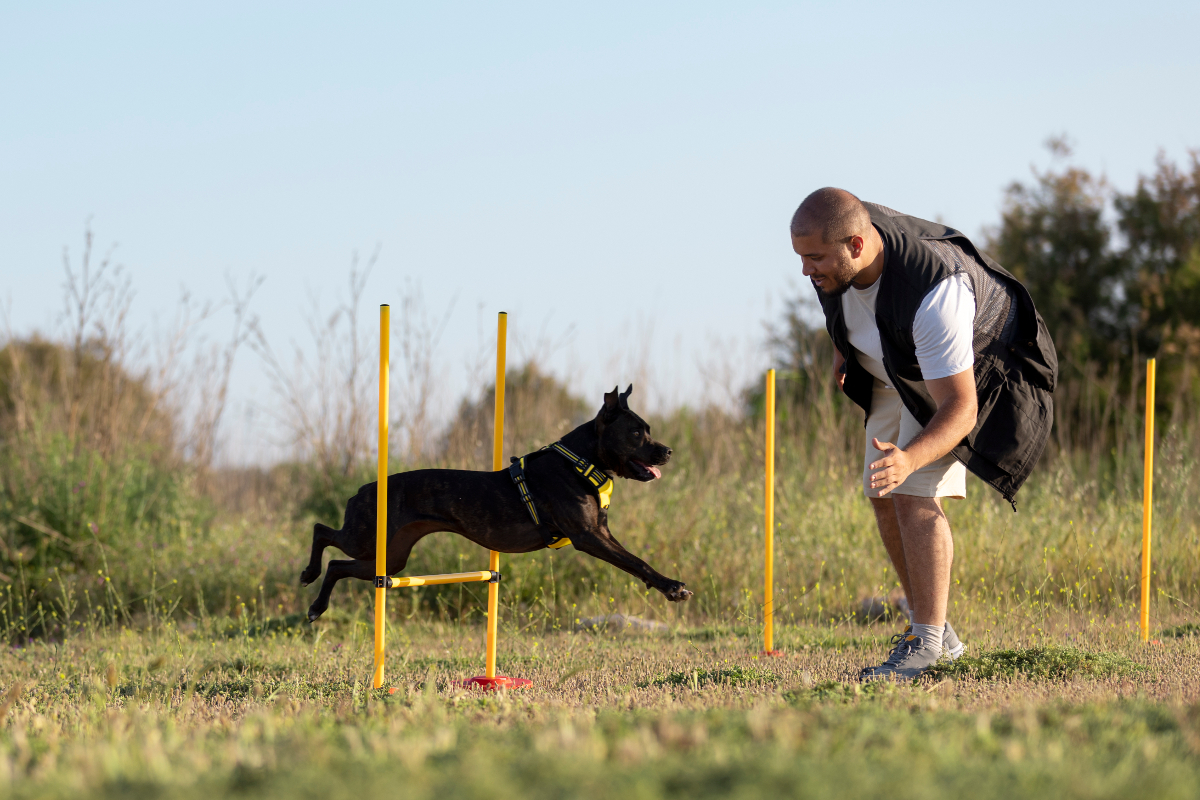 discipline canine