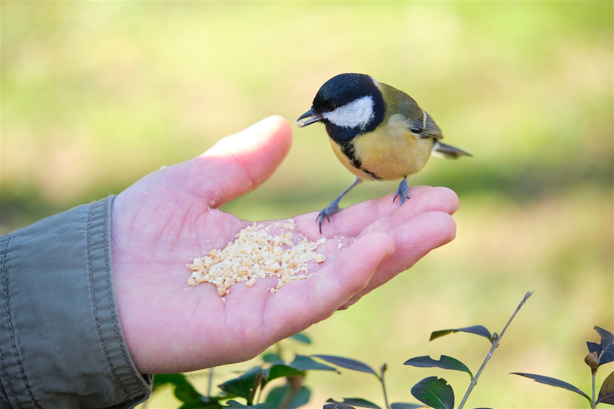 nutrition équilibrée oiseaux exotiques