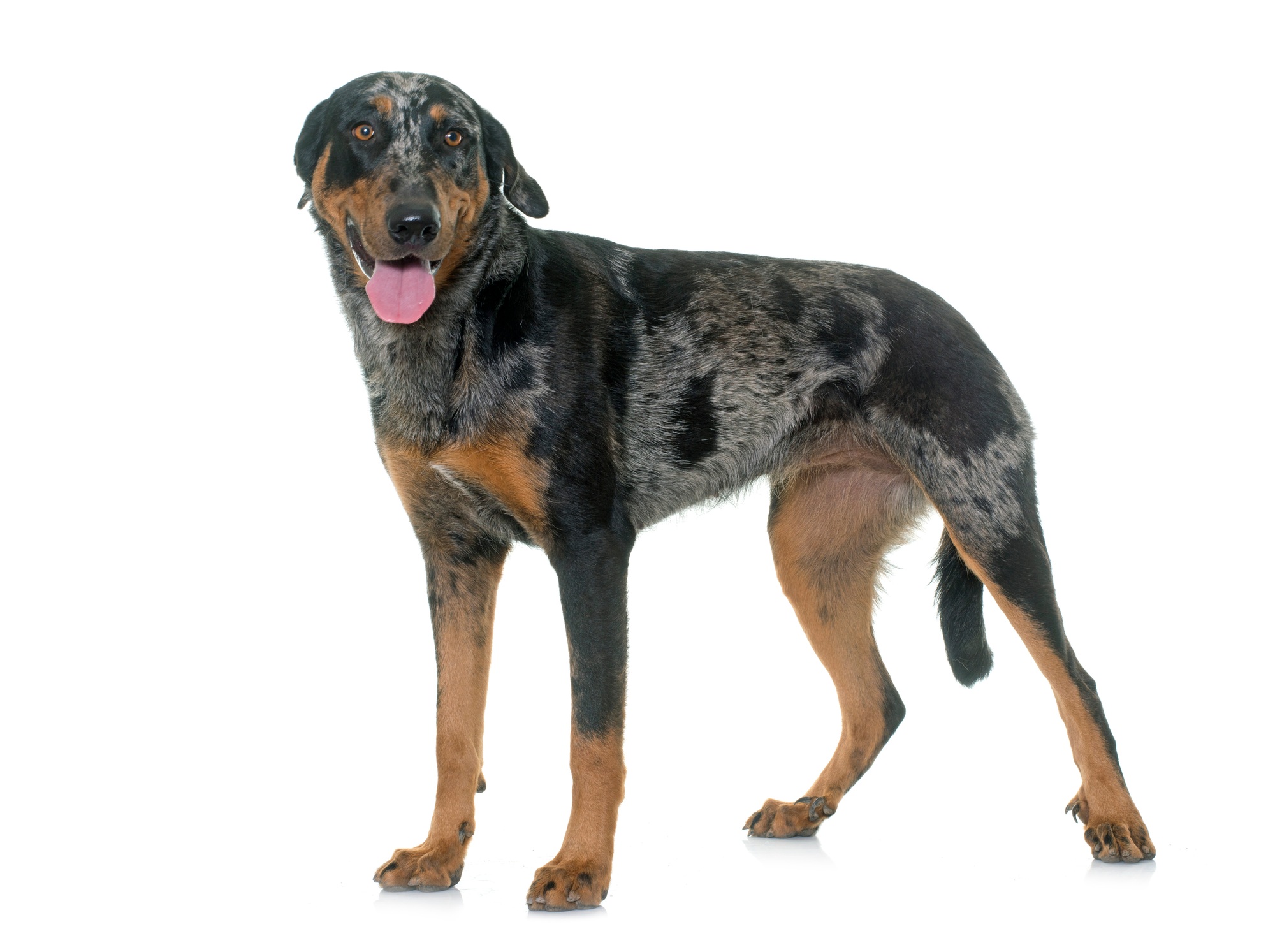 female harlequin beauceron
