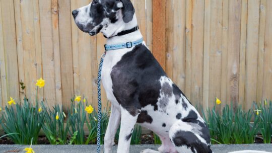 L’histoire étonnante du chien arlequin à travers les âges