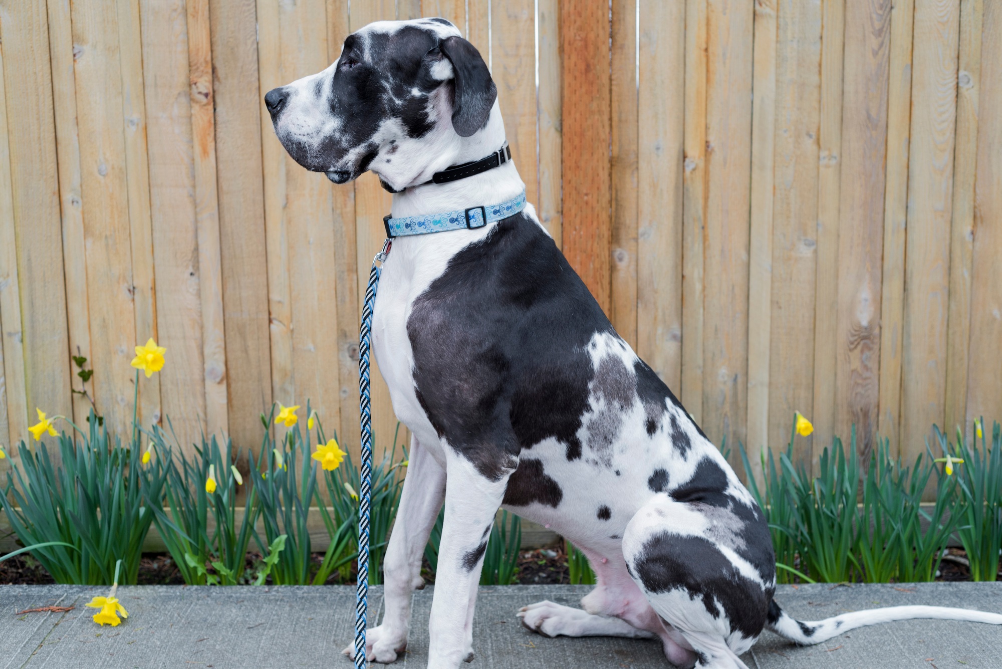 Profile sitting Harlequin great dane dog taking a break next a fence and flowers while out on a walk
