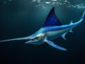 L’animal marin le plus rapide : un prédateur redoutable des profondeurs