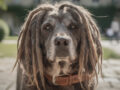 Chien dreadlocks : un guide complet pour les nouveaux propriétaires