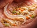 Comment le ver du chat et grain de riz peuvent-ils bénéficier à la digestion de votre animal ?