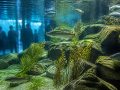 Quels secrets se cachent dans l&rsquo;aquarium à Annecy ?