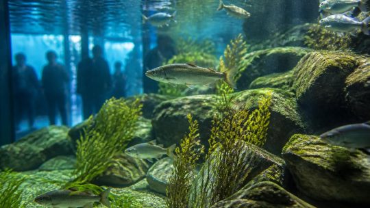 Quels secrets se cachent dans l&rsquo;aquarium à Annecy ?