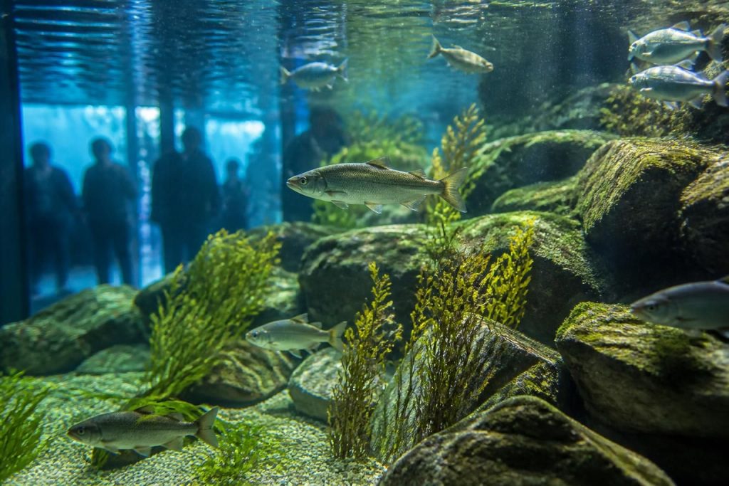 découvrez les mystères et secrets fascinants de l'aquarium à annecy, un lieu unique où la nature sous-marine prend vie. plongez dans une aventure captivante au cœur de la biodiversité locale.