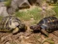 Tortue Hermann ou Boettgeri ? Décelons ensemble la différence entre ces deux espèces
