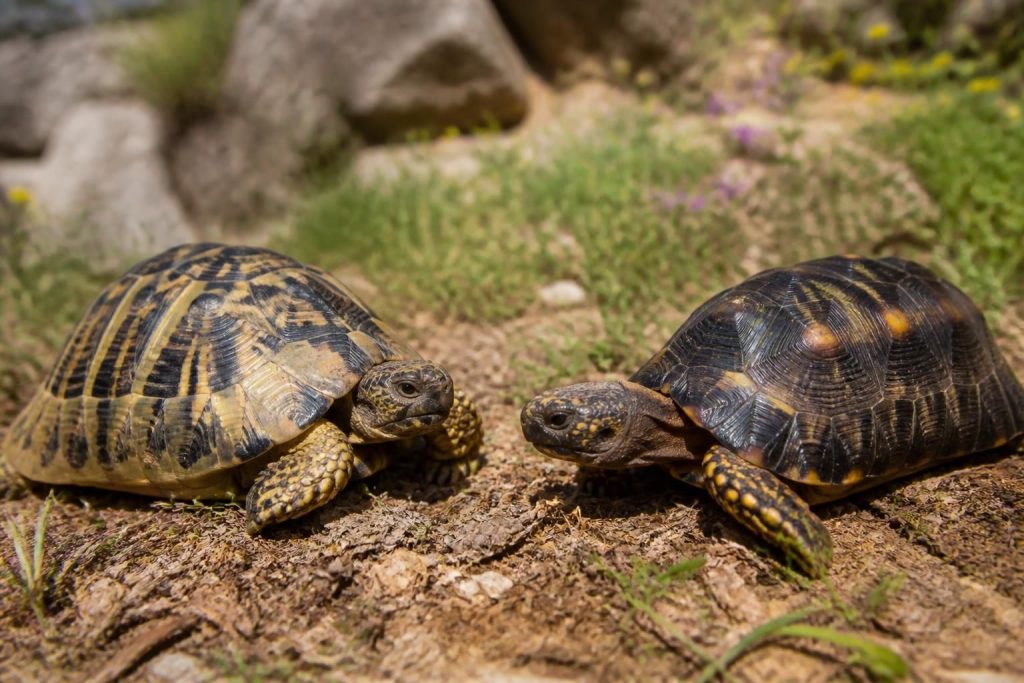 découvrez comment distinguer facilement la tortue hermann de la tortue boettgeri. apprenez leurs caractéristiques clés et faites la différence entre ces deux espèces fascinantes.