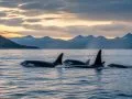 Voyage en mer : Un reportage sur les orques et leurs migrations incroyables