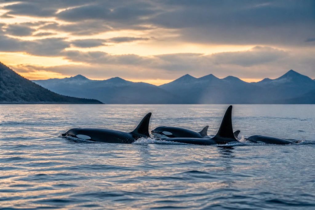 découvrez un reportage captivant sur les orques et leurs migrations fascinantes à travers les océans, un voyage en mer exceptionnel à ne pas manquer.